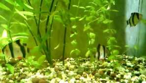 Колко храна на вечер се нуждаят от аквариумна риба?